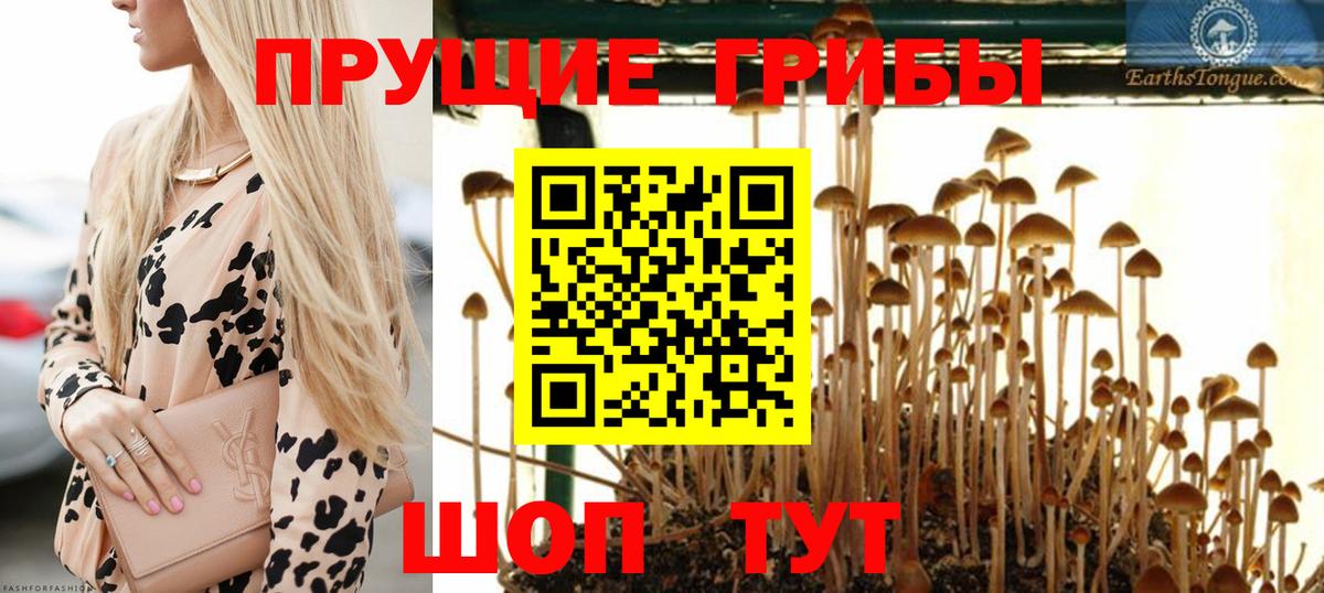 Псилоцибиновые грибы Cubensis Арзамас