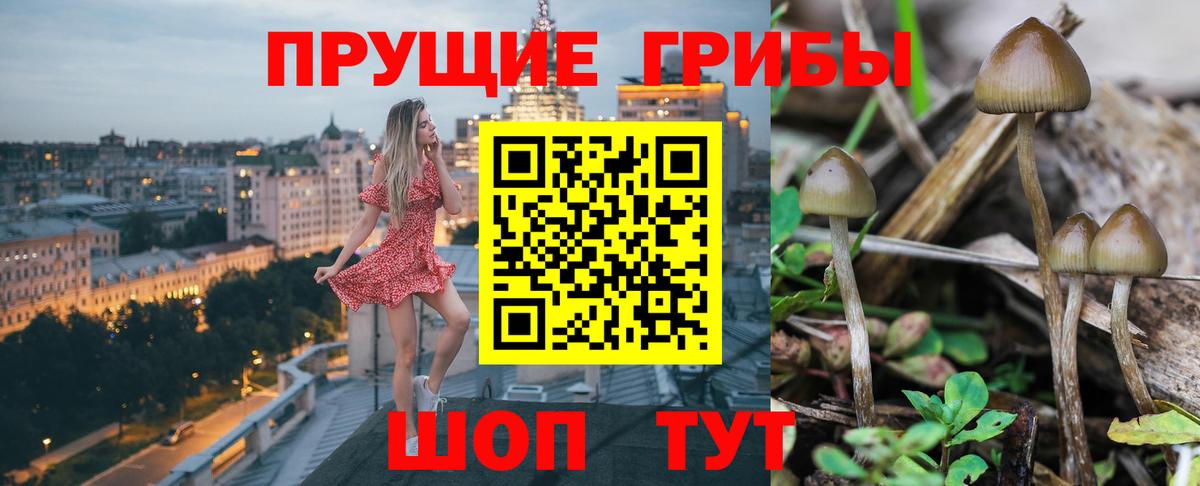 Арзамас  Галлюциногенные грибы прущие грибы  Вход с VPN 
